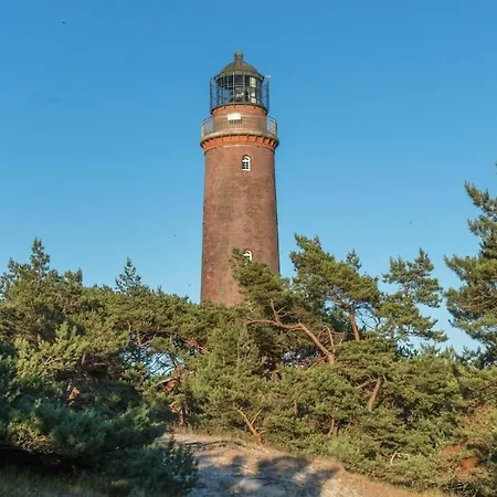 Herring Gull Comfortable