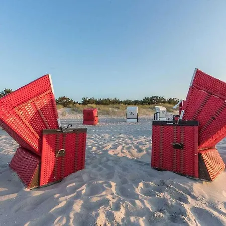 Herring Gull Comfortable * Prerow